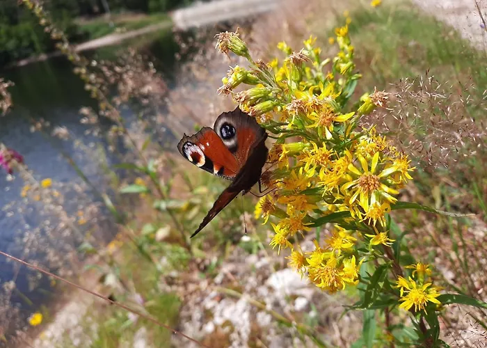 Au Coeur Des Lacs - D'hotes 4* Gérardmer