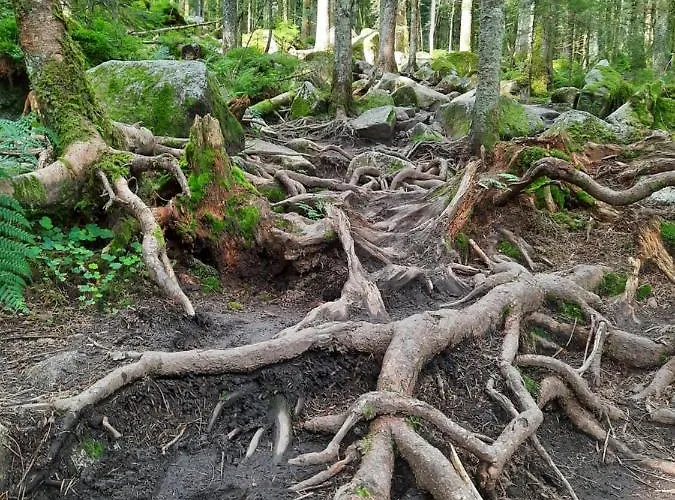 Bed & Breakfast Au Coeur Des Lacs - D'hotes 4*